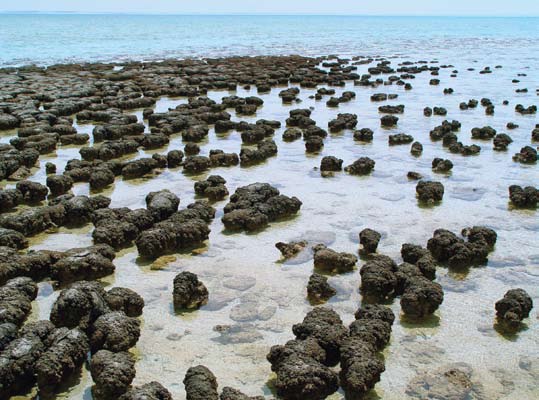 Figura 1. Estromatolitos en la costa marina, en bahía Tiburón, Australia occidental.